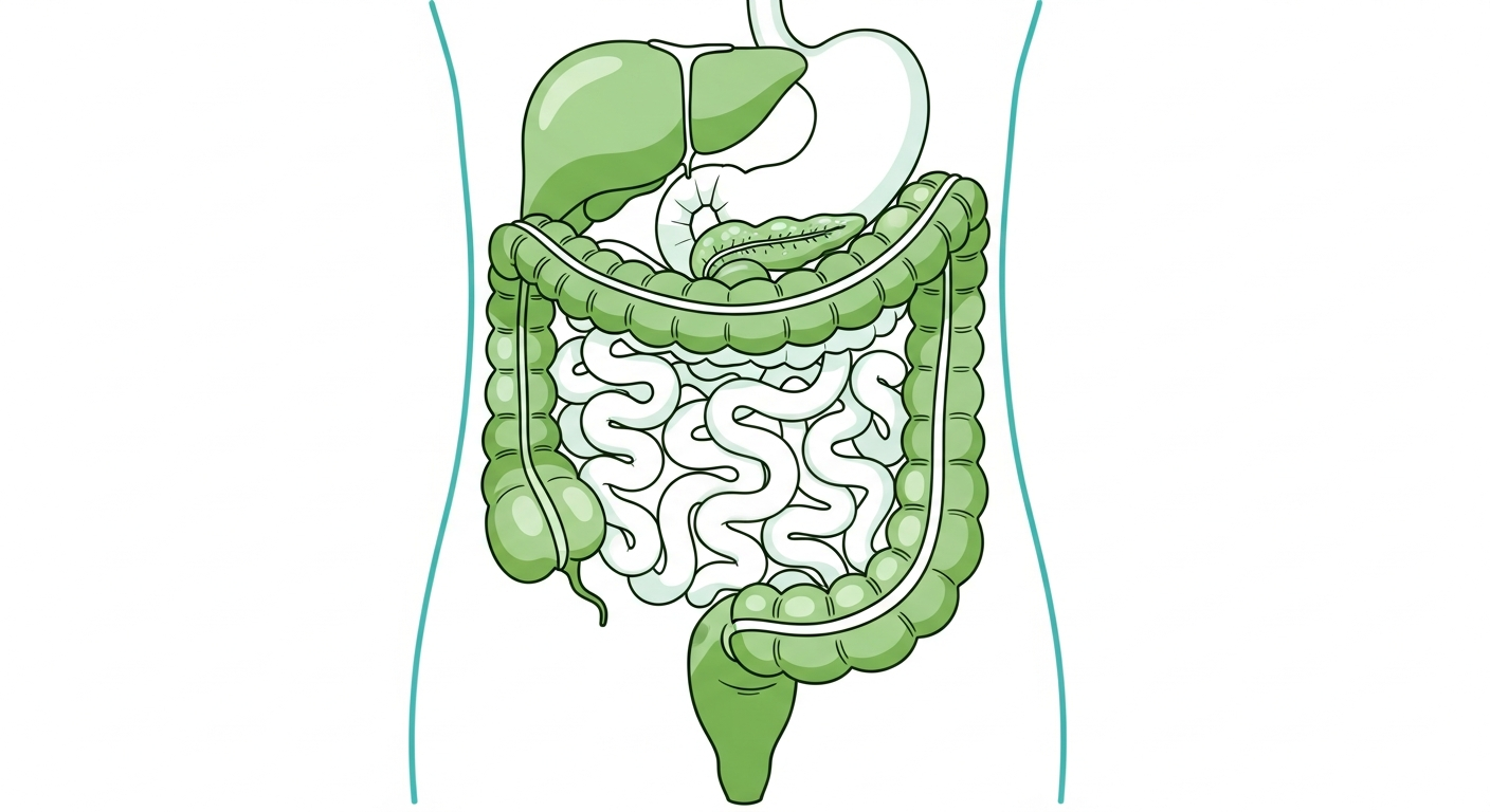 Medical illustration of digestive system showing colon and intestines for IBS treatment